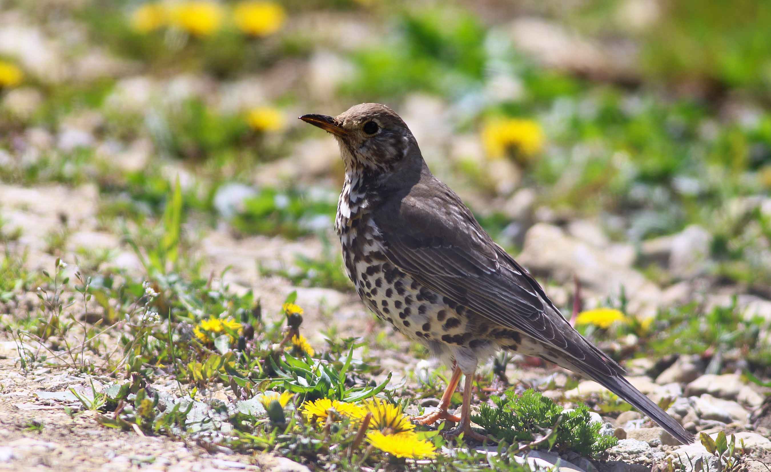 Mistle Thrush